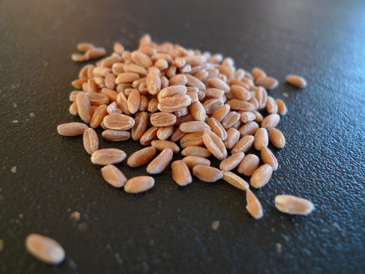 Whole spelt kernels. Photo: Cookooree, CC BY-SA 3.0.