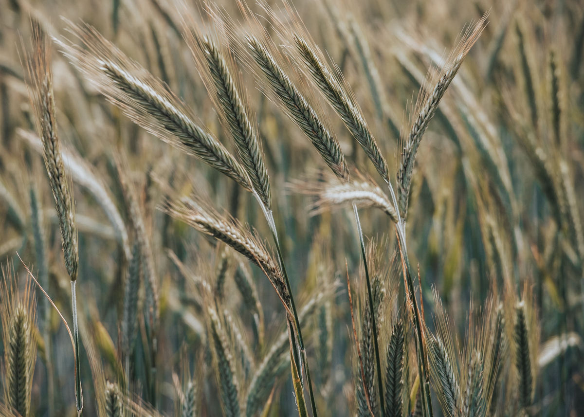 Rye stalks in a summer field