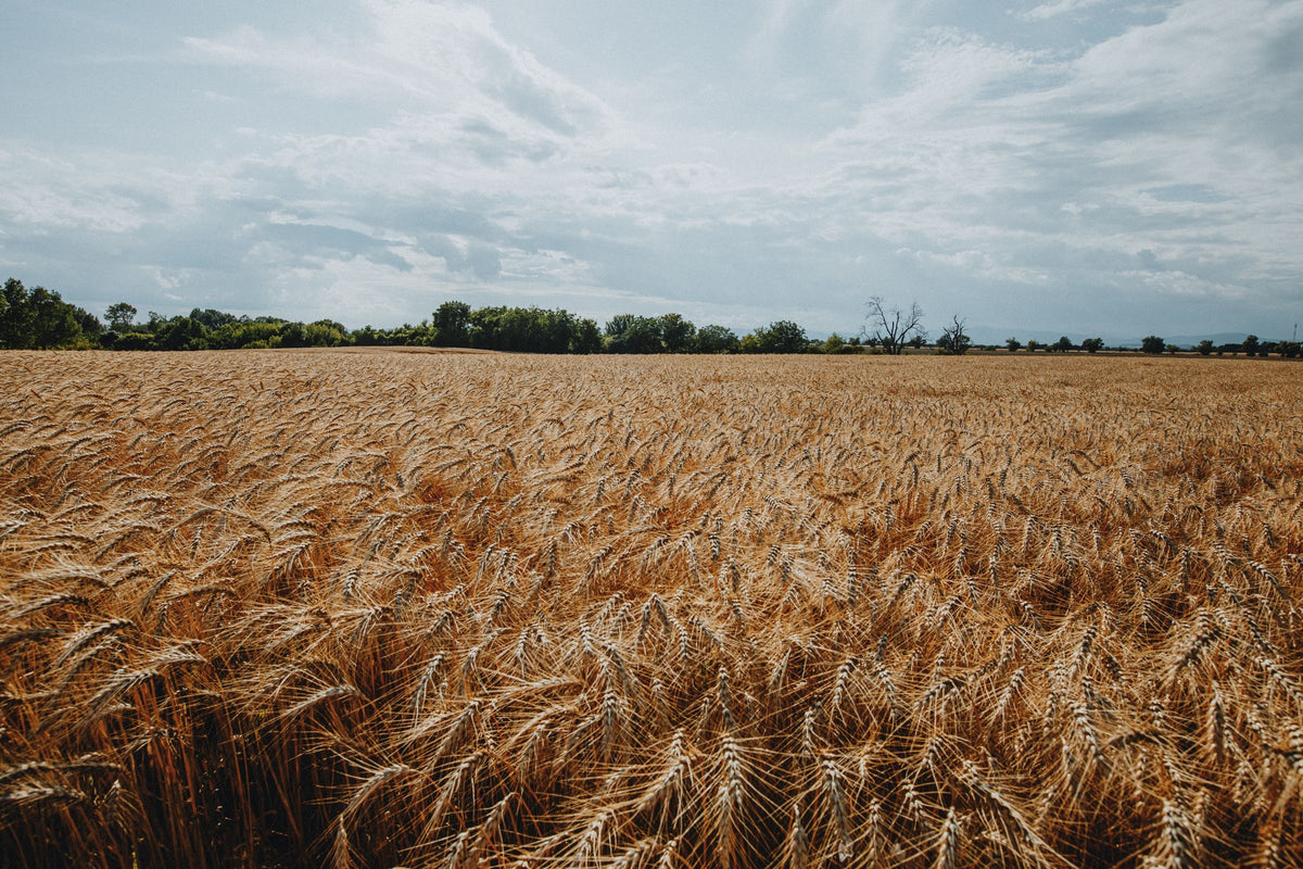 A ripe wheat field under a soft summer sky